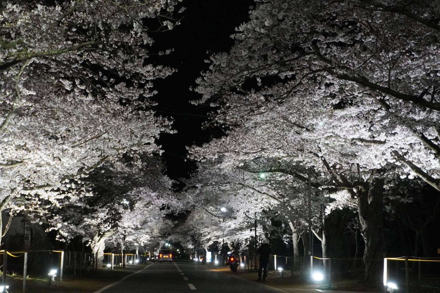 福島県富岡町「夜の森桜まつり2025」の見どころ解説〈開催情報とアクセスガイド〉 – 一般社団法人とみおかプラス