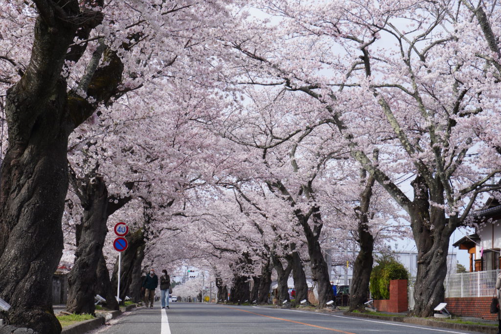 【2024年最新】富岡町・夜の森の桜をスタッフが撮影！！