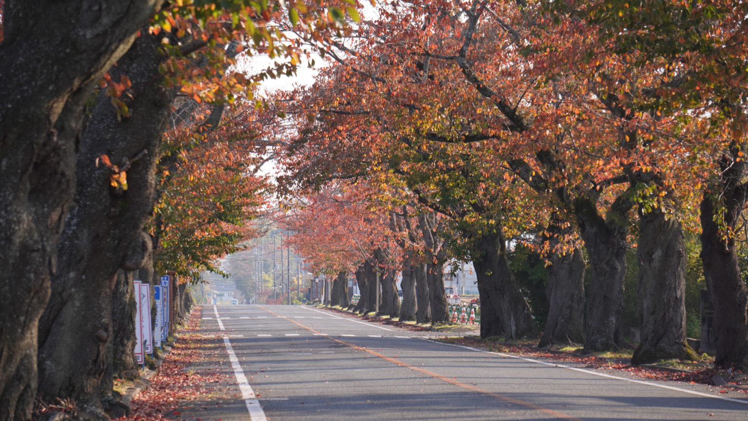夜の森桜のトンネル – 一般社団法人とみおかプラス