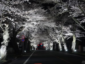 【2026最新】 夜 の 森 桜 並木 話題のバズ動画・画像 #934
