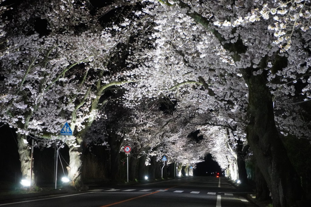 【日常ブログ VOL.15】2026年のお花見は福島・富岡町へ！全長約2.2km「夜の森」の桜トンネルが圧巻すぎる
