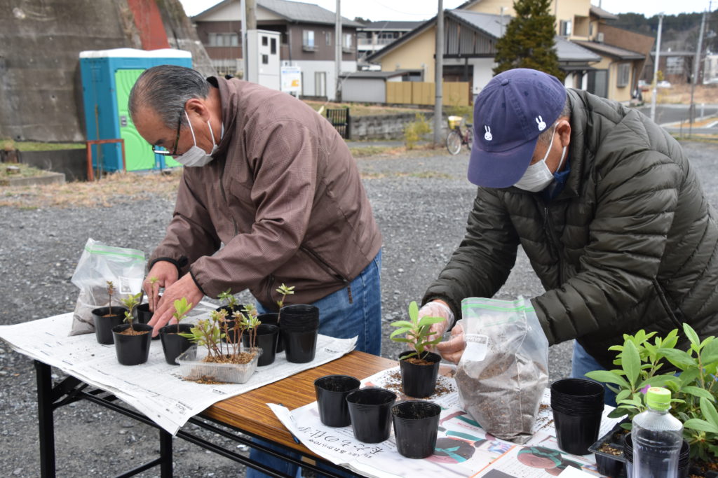 つつじの挿し木 植え替えワークショップ開催しました 富岡町ツツジ再生 再植樹プロジェクト ブログ詳細 一般社団法人とみおかプラス
