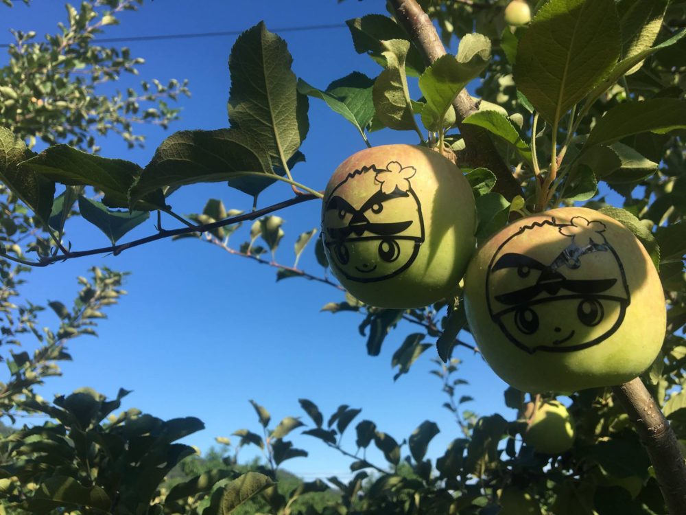 とみサポ 9 1 ふるさと富岡絵文字りんごづくり シール貼りやってきました ブログ詳細 一般社団法人とみおかプラス とみサポ 9 1 ふるさと富岡絵文字りんごづくり シール貼りやってきました ブログ詳細 一般社団法人とみおかプラス