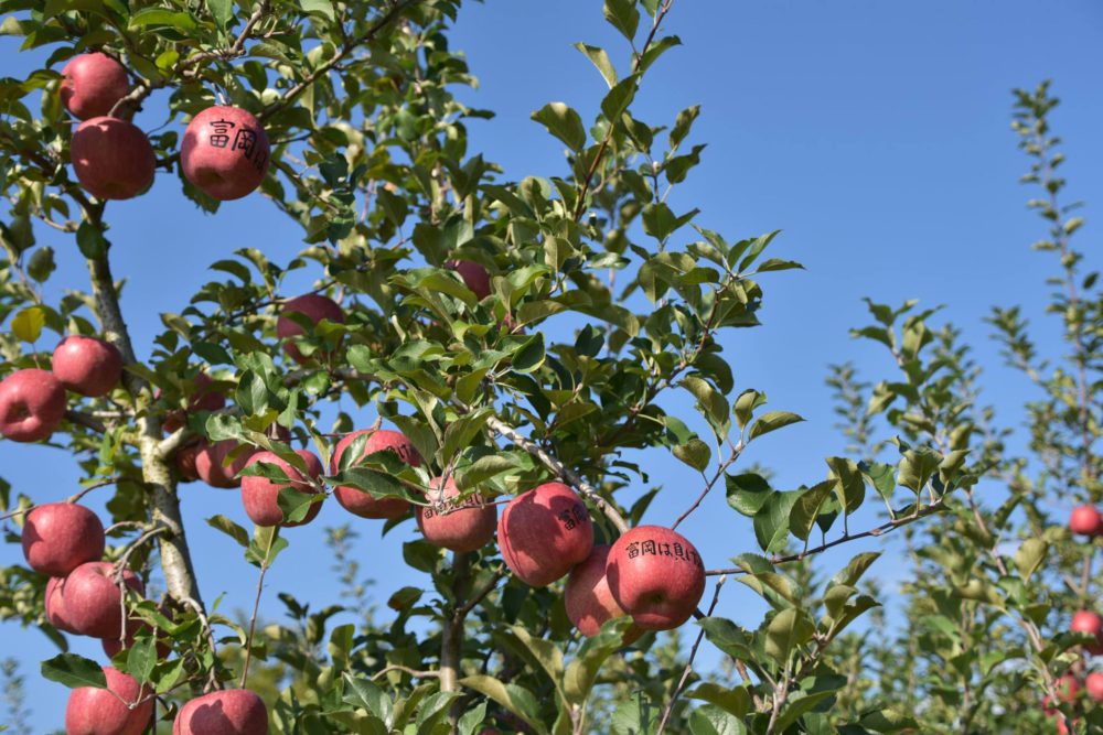 とみサポ 10 27 ふるさと富岡絵文字りんごづくり 大成功 収穫してきました ブログ詳細 一般社団法人とみおかプラス
